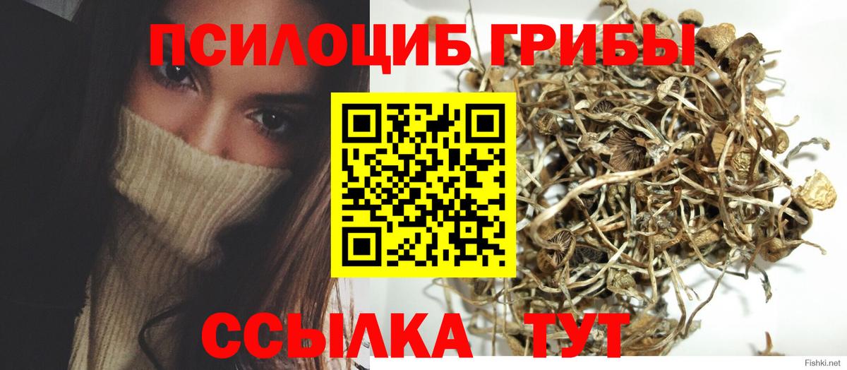 Галлюциногенные грибы Psilocybe Лыткарино